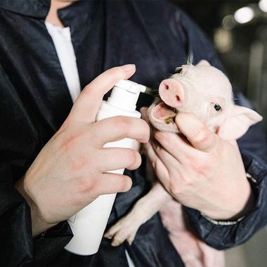 Aplicación de Seagut Paste a un lechón